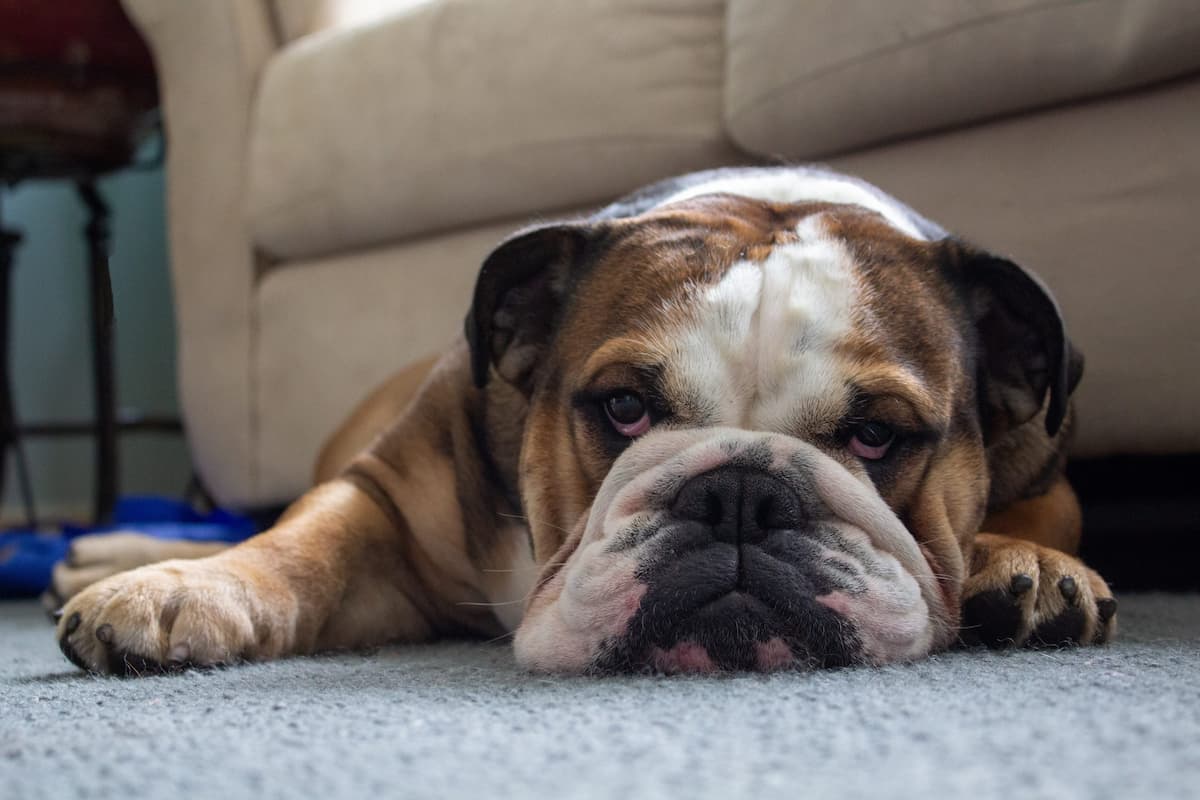 melhores-racas-caes-para-apartamento-buldogue-ingles