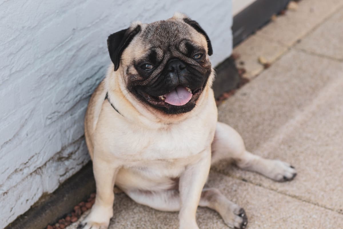 melhores-racas-caes-para-apartamento-pug