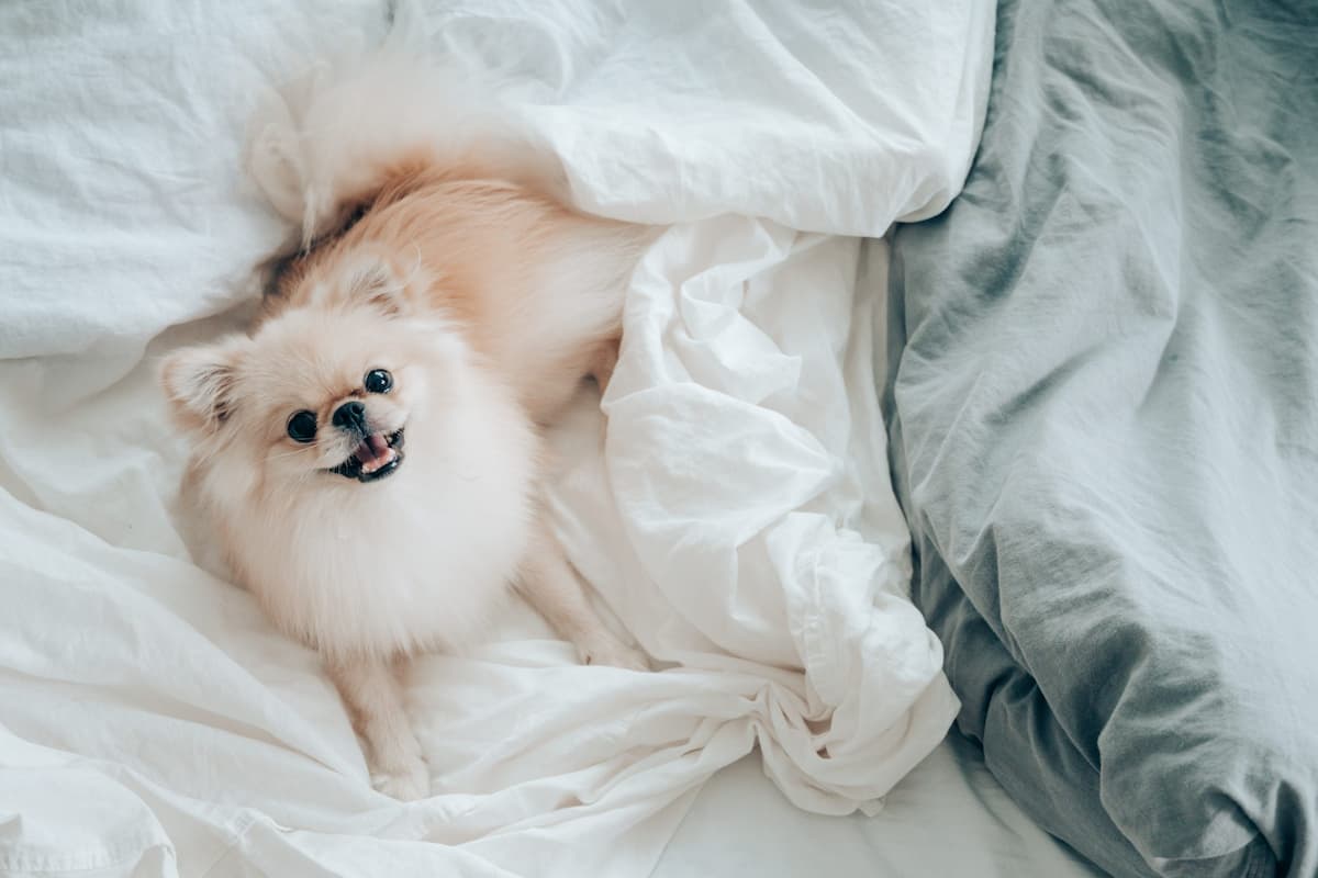 melhores-racas-caes-para-apartamento-spitz