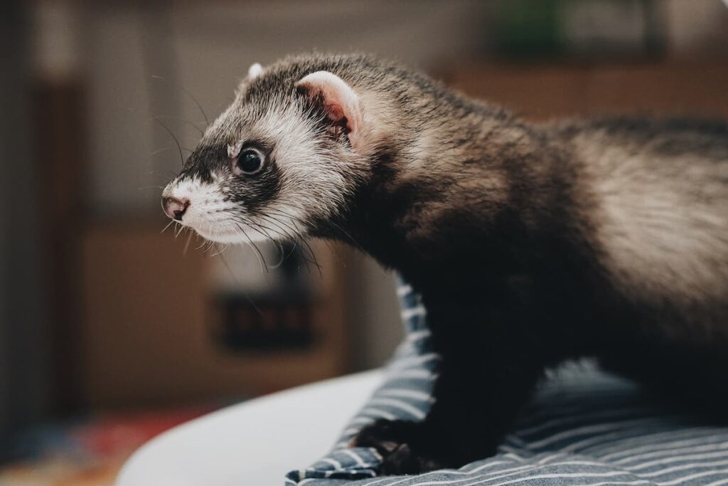 animais-para-apartamento-furao