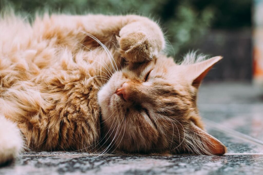 animais-para-apartamento-gato