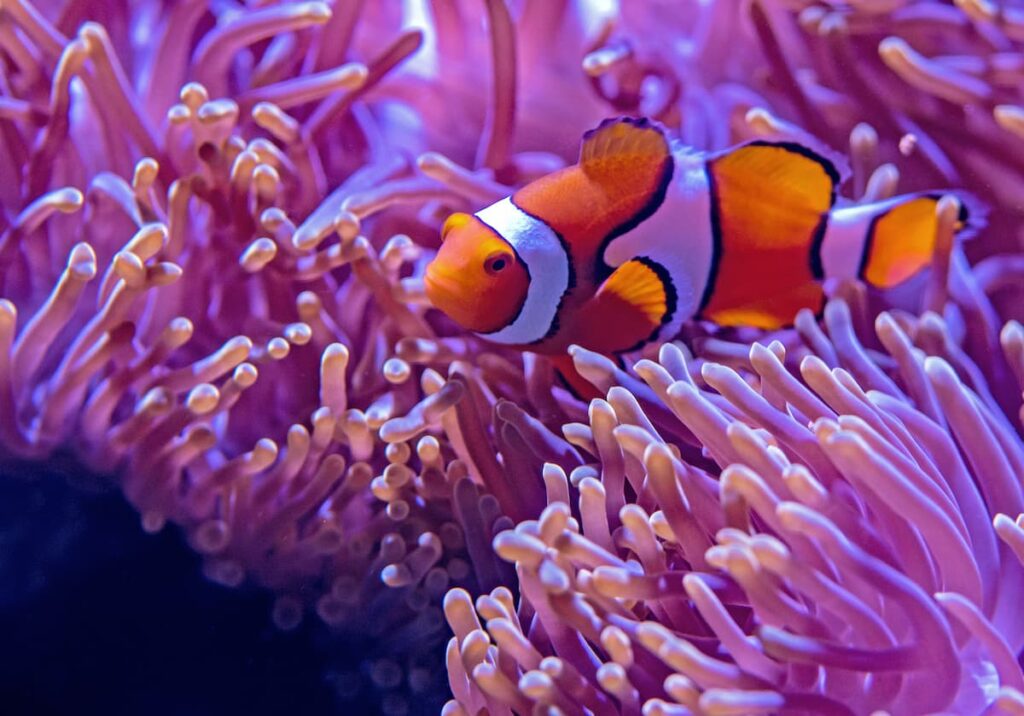 animais-para-apartamento-peixe